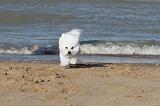 BICHON FRISE 087